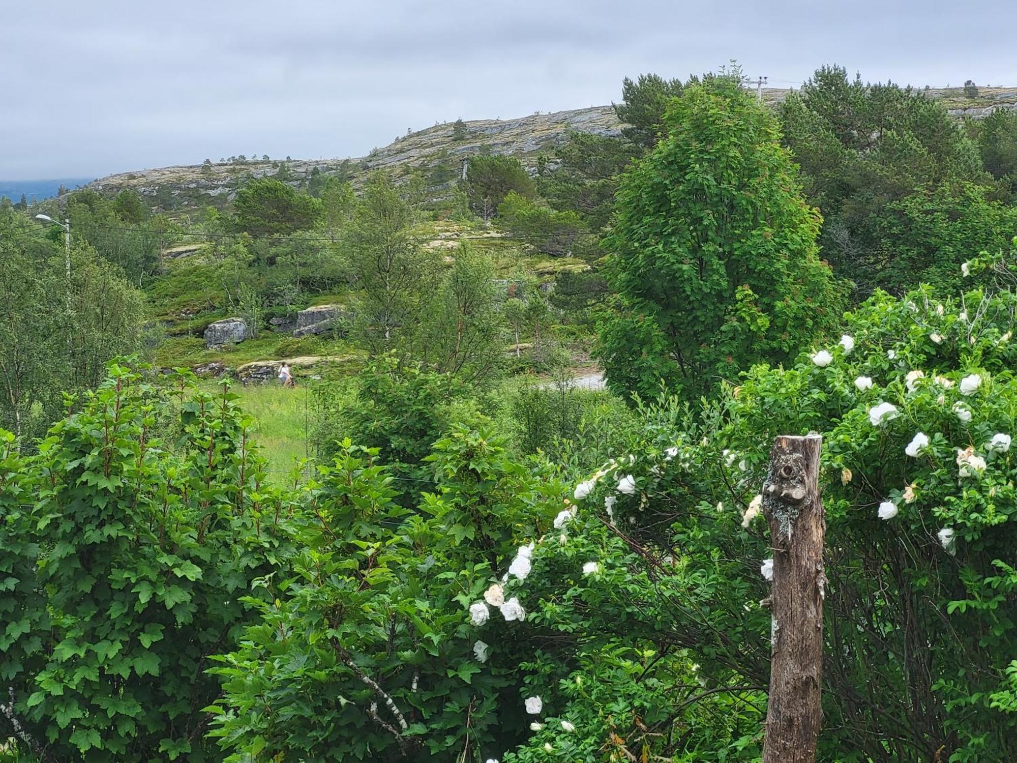 Paul'S House Βίλα Saltstraumen Εξωτερικό φωτογραφία